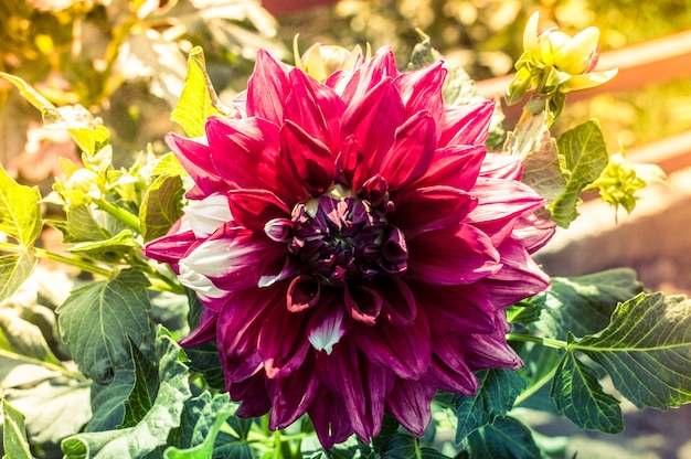 Purpurrote Dahlienblume am sonnigen Tag