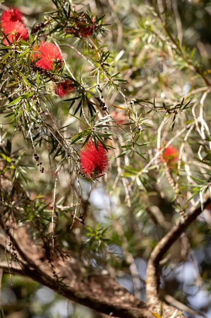 Purpurrote Flaschenbürste Blume der Art Melaleuca citrina