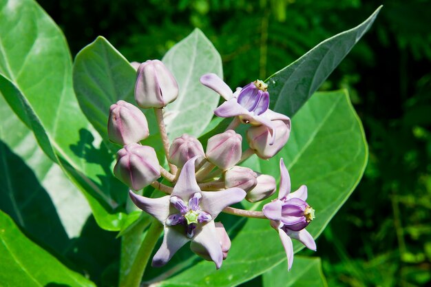 Purpurrote Kronenblumen (Calotropis giantea), tropische Blume mit schwarzen Ameisen