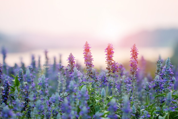 Purpurrote Lavendelblumen auf dem Gebiet