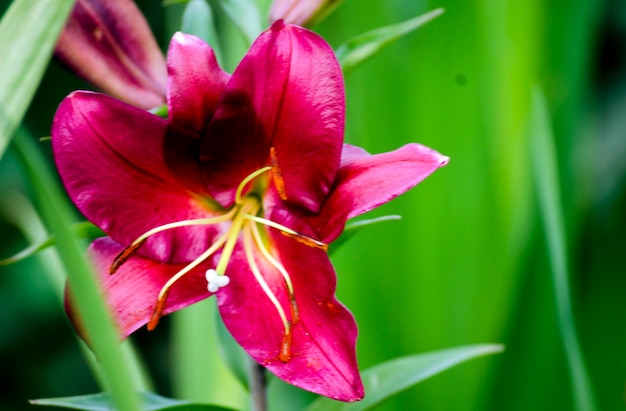 Purpurrote Lilienblume hautnah im Garten
