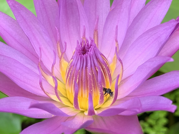 Purpurrote Lotosblüte morgens