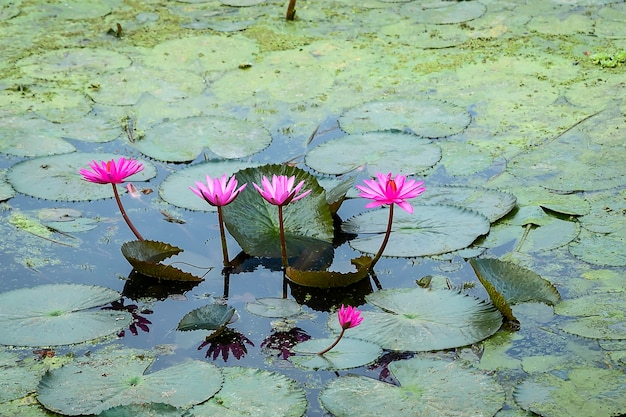 Purpurrote Lotosblume auf dem Teich.