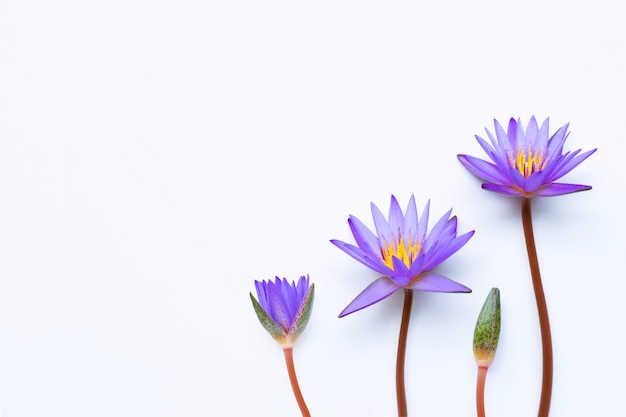 Purpurrote Lotosblume, die auf Weiß blüht.