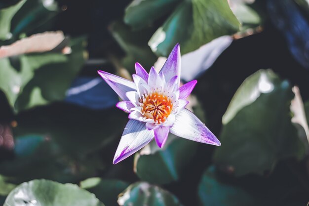 Purpurrote Lotosblume, die in einem Teich für Betriebs- und Naturkonzept blüht