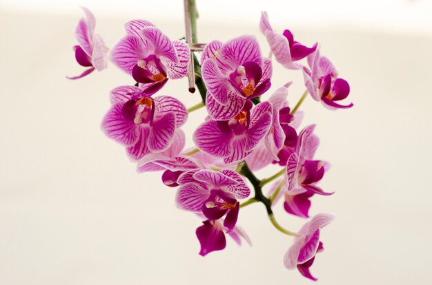 Purpurrote Orchidee gegen einen weißen Hintergrund