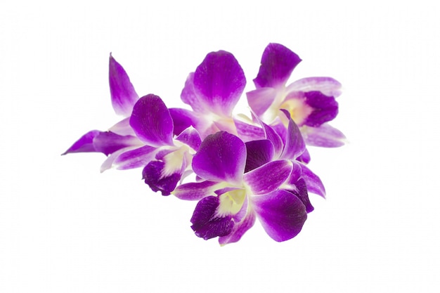 Purpurrote Orchidee getrennt auf Weiß