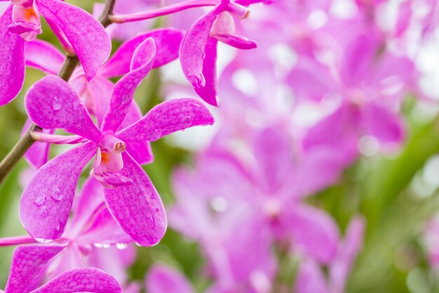 Purpurrote Orchidee (Mokara) im Bauernhof.