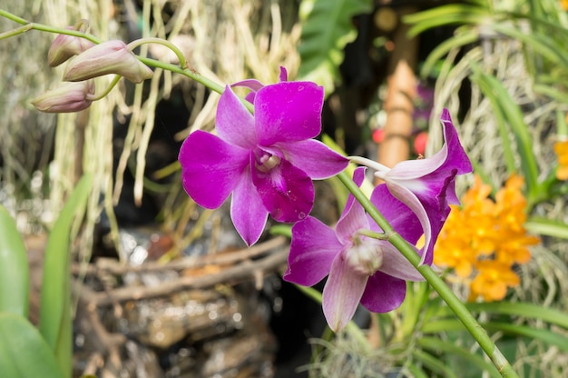 Purpurrote Orchidee, Phalaenopsis-Hybriden