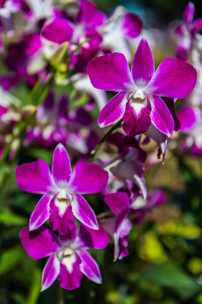 Purpurrote Orchideenblumen, Natur