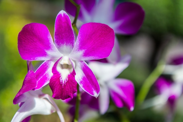 Purpurrote Orchideenblumen, Natur