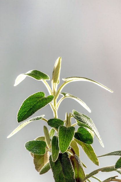 Purpurrote Phlomis (Phlomis purpurea)