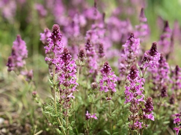 Foto purpurrote rosa grasblumen blühen im frühjahr jahreszeit