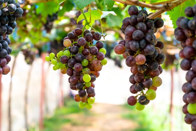 Purpurrote rote Trauben mit grünen Blättern auf dem Wein