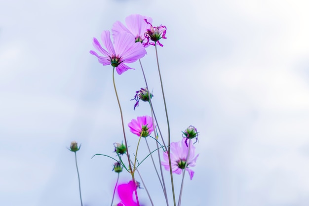 Purpurrote süße Kosmosblumen im Himmel