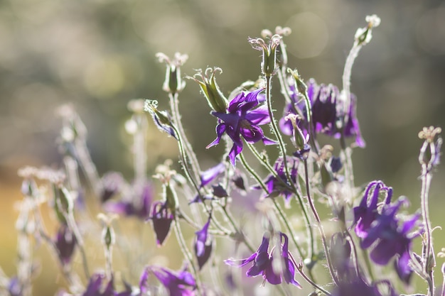 Purpurrote und blaue Akelei blühen