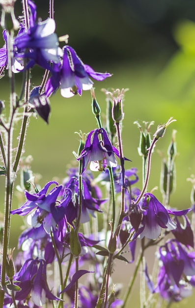 Purpurrote und blaue Akelei blühen