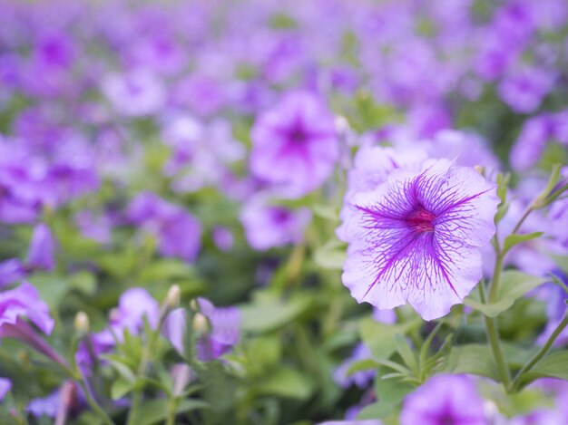 Foto purpurrote und weiße petunienblumen mit unscharfem hintergrund