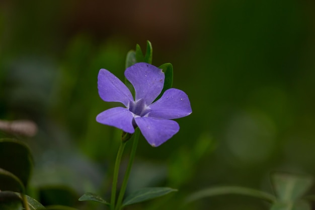 Purpurrote Vinca-Blume im Frühlingstag Makrofotografie Blossom Immergrün-Blume