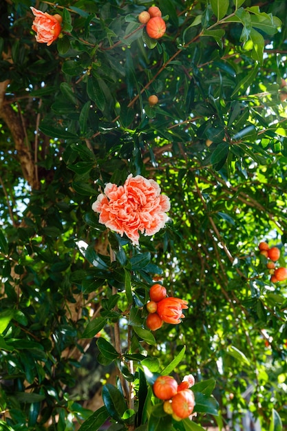 Purpurroter Blumenbuschhintergrund