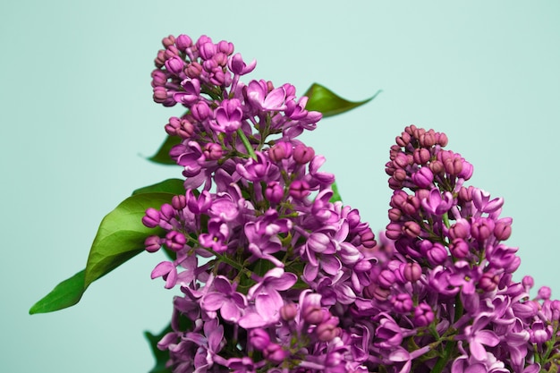 Purpurroter lila Blumenfrühlings-Blütenhintergrund