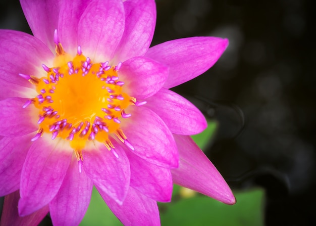 Purpurroter Lotos, der in einem Pfund blüht. Wasserpflanze. Tropische Blume.