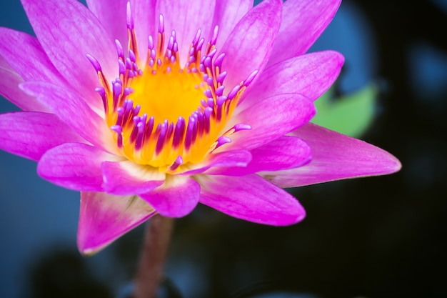 Purpurroter Lotos, der in einem Pfund blüht. Wasserpflanze. Tropische Blume.