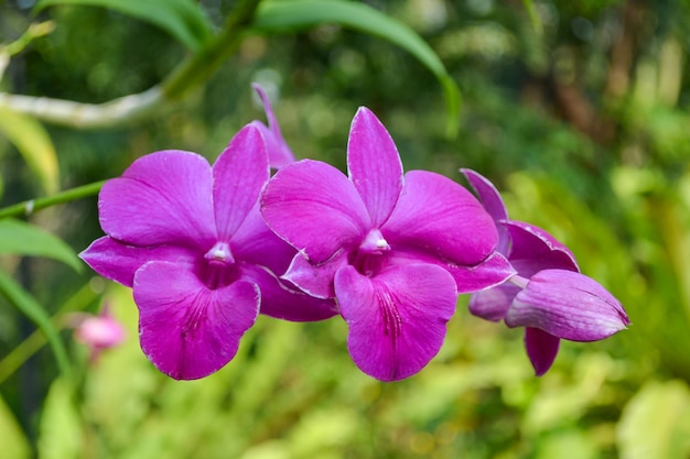 Purpurroter Phalaenopsis Blume der Orchidee im Gartengrünhintergrund