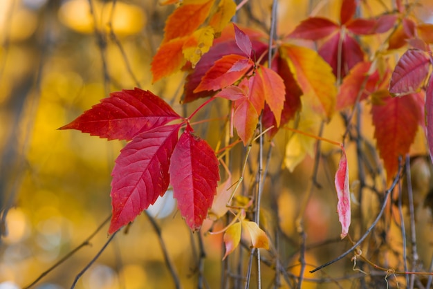 Purpurroter roter gelber Herbstlaub von wilden Trauben nah oben