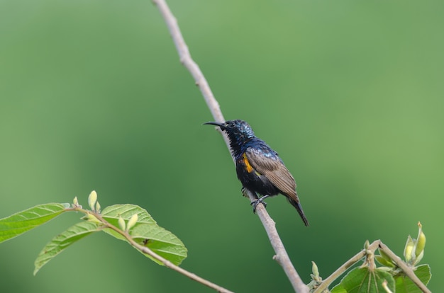 Purpurroter Sunbird auf einer Niederlassung in der Natur