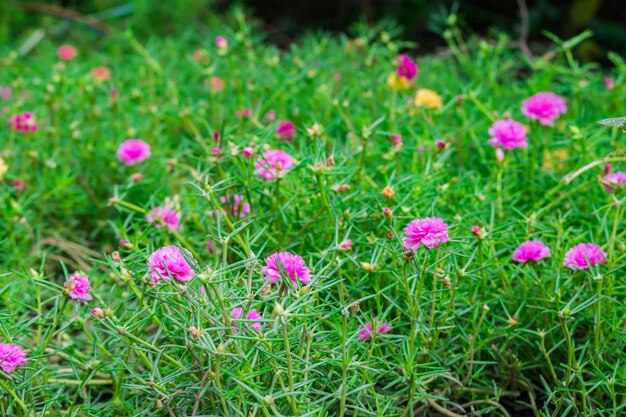 Purslane comumVerdolagaPigweed Pusleyflor flor rosa campo verde