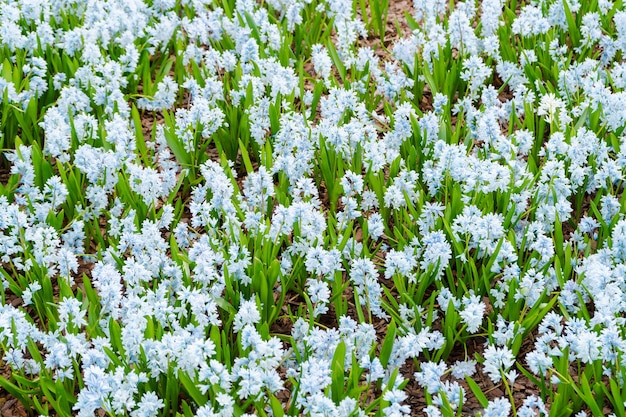 Puschkinia. hermosas flores de primavera