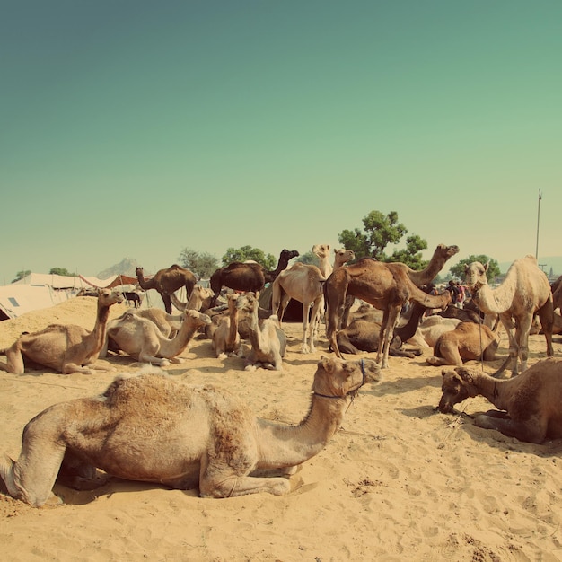 Pushkar Camel Fair estilo retrô vintage