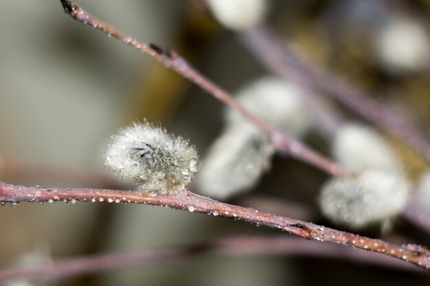 Pussy Willow Macro