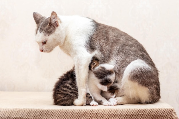 PussyMom alimenta a pequeños gatitos sentados en una habitación sobre la mesa