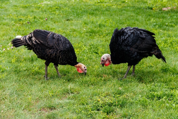 Puten auf dem Geflügelhof in der Farm