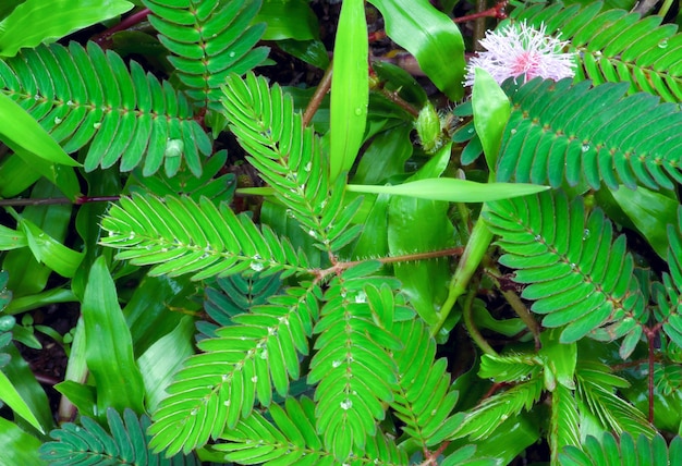 Folhas verdes da planta sensível, planta sonolenta (mimosa pudica) no fundo  verde e roxo, mostrando o significado de tímido