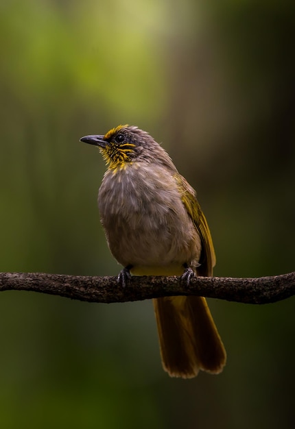 Pycnonotus finlaysoni auf Astbaum mit Sonnenlichthintergrund