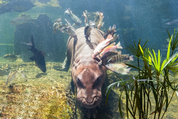 Pygmy Flusspferde unter Wasser