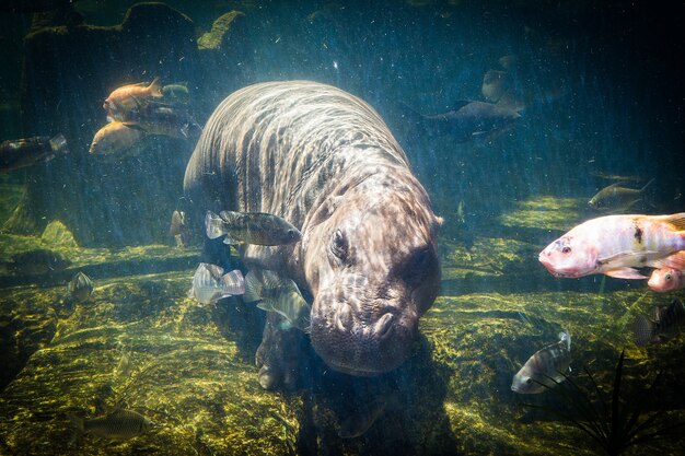 Pygmy Flusspferde unter Wasser