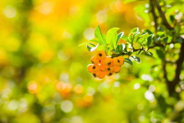 Pyracantha bayas amarillas en las ramas Firethorn Pyracantha coccinea bayas en el fondo borroso