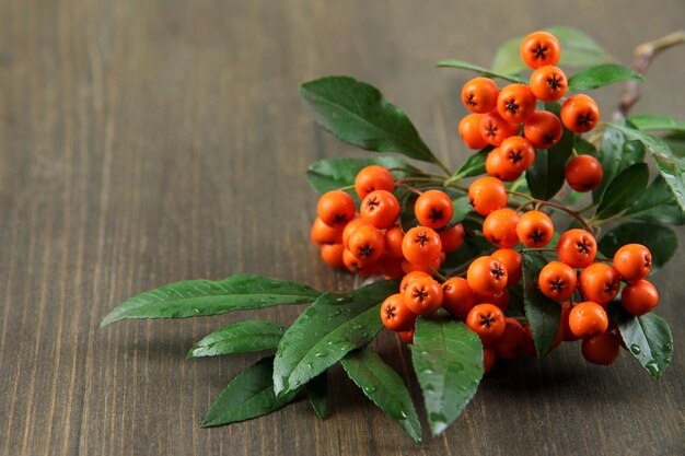 Pyracantha Firethorn bayas naranjas con hojas verdes sobre fondo de madera