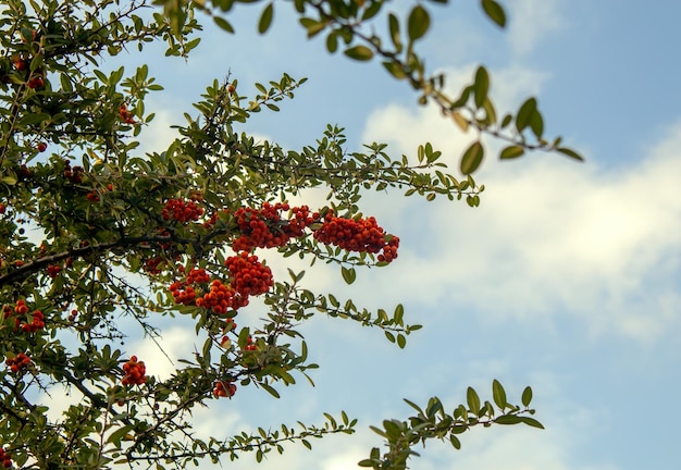 Pyracantha, firethorn, comeu dikeni é um belo arbusto perene.