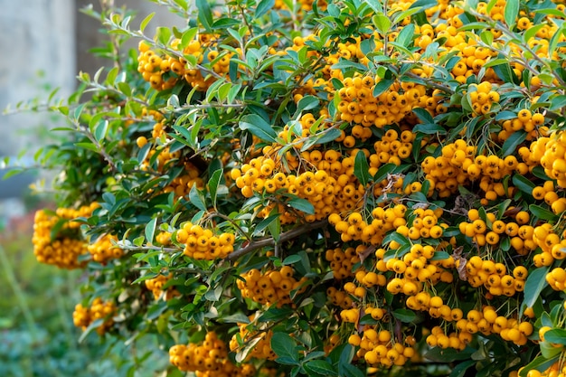 pyracantha o planta firethorn con bayas o pomos de color amarillo brillante en otoño. flora.