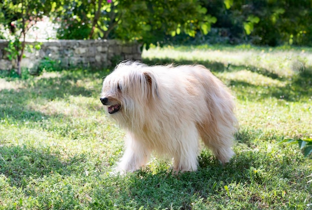 Pyrenäen-Schäferhund hält sich im Sommer in einem Garten auf