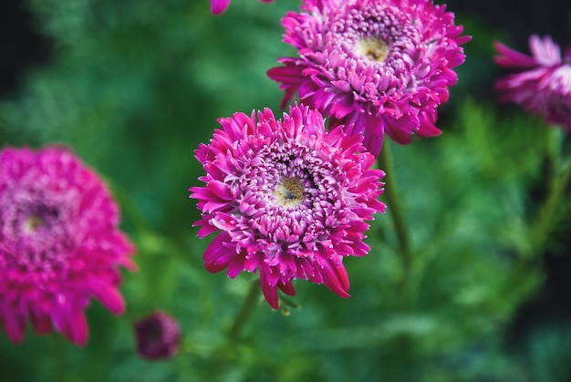 Pyrethrum hybridum flore plena rosea flores de color púrpura en el jardín