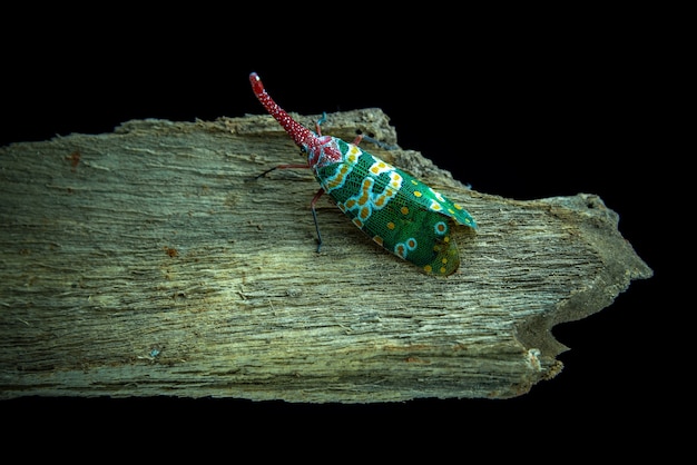 Pyrops oculata em ramos da vara de volta blackground