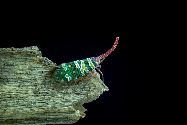 Foto pyrops oculata en ramas del palillo atrás blackground