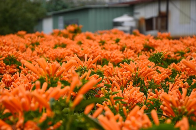 Pyrostegia Venusta im Park