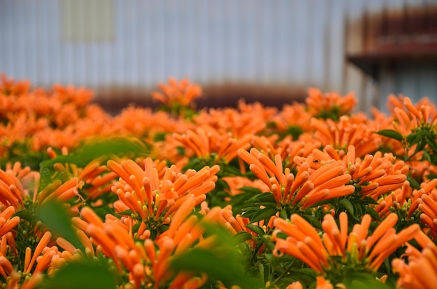 Pyrostegia Venusta im Park